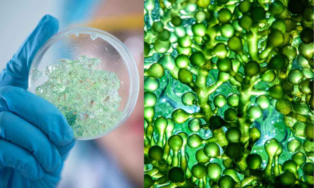 The Rise of Algae Biofuels