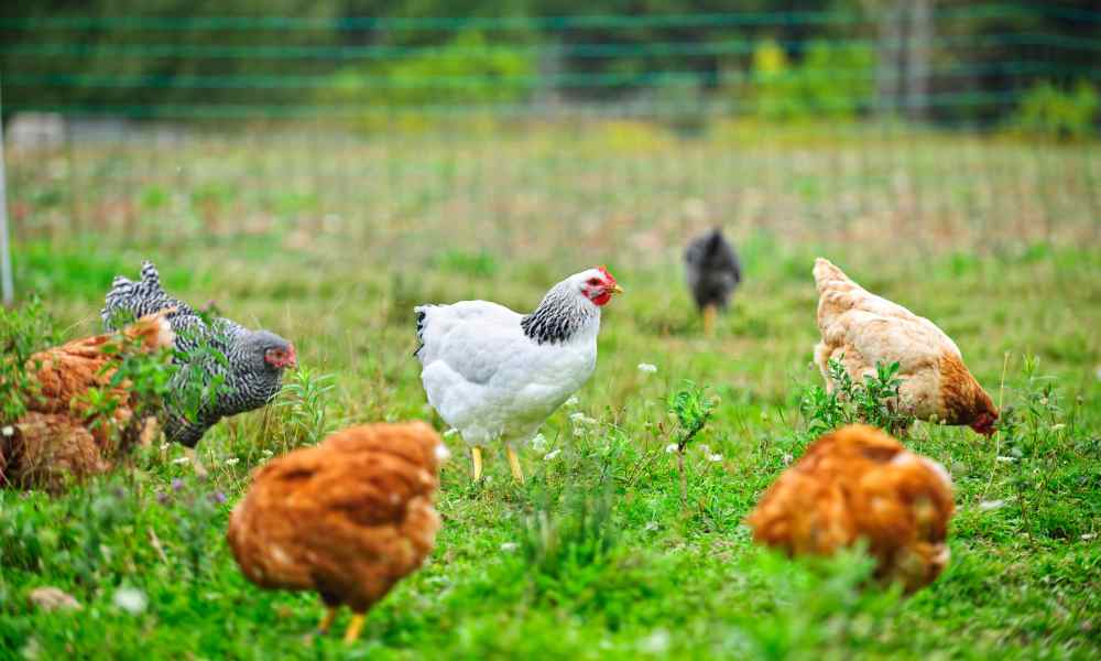 Raising Chickens for Sustainability
