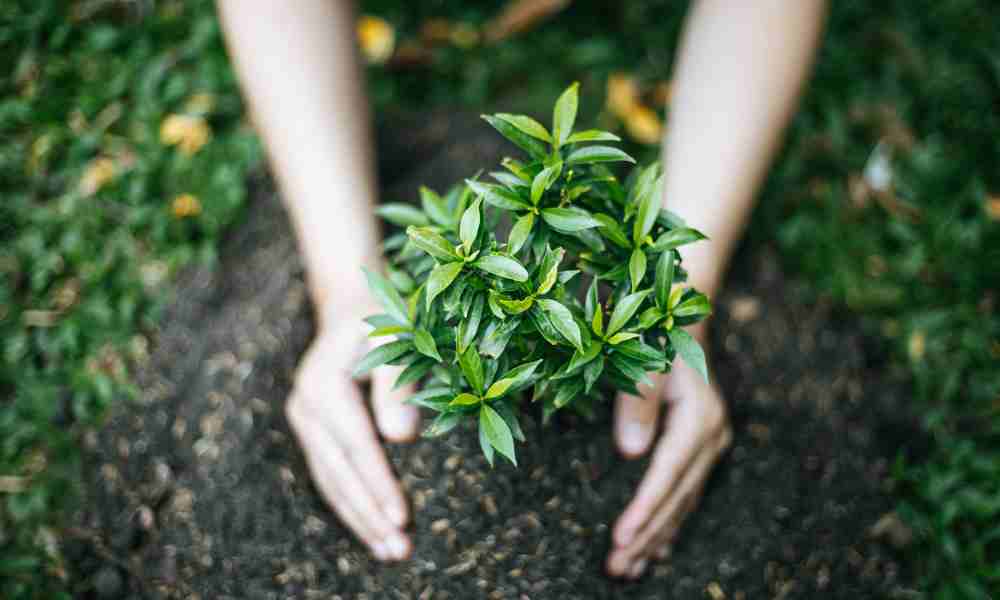 Gardening for Sustainability: Where Green Thumbs Meet Green Goals